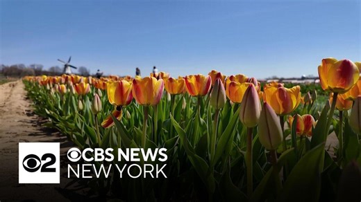 Visitors flock to NJ farm to pick tulips