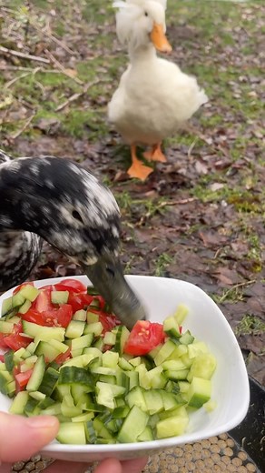 First morning above freezing in a long time calls for tomato cucumber salad 🤗Watch Otter taste all the pieces but not actually eat any, while she waits for her friend to get to the table. What manners 😂 | Dusty and Otter Duck