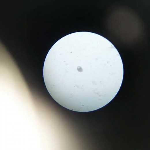 Cockroach 🪳 dissection