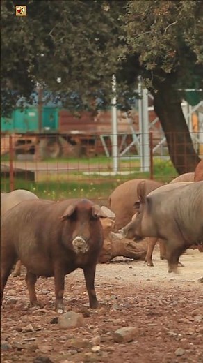 Pigs - Pig Sounds 🐷