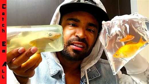 Allergic reaction to my pet shark vs goldfish