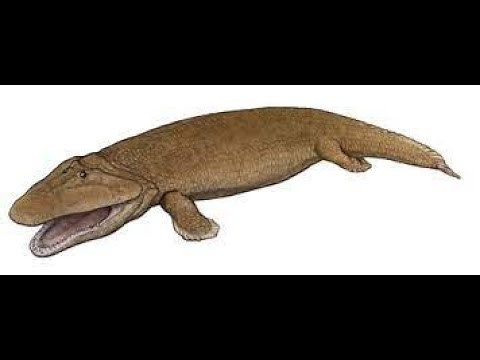 WHO INVENTED WALKING?