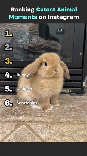 RANKING CUTEST ANIMAL MOMENTS 🐾❤️ (SUBSCRIBE FOR MORE!!!)