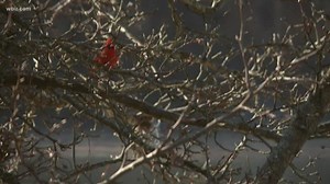 Counting birds around Christmas is a decades-old tradition