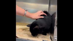 6.5K views · 972 reactions | Like the famous Mistress of the Dark,...