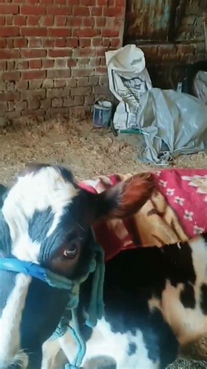 Hi guys, welcome to my vlog!Aap sab kaise ho?#vlog #viralshots #minivlog #SKY vlogs #viral