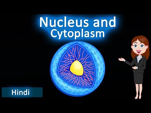 Nucleus and cytoplasm || 3D animated explanation || class 9th & 11th science ||