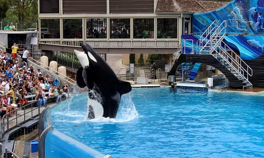 SeaWorld announces an end to its killer whale breeding program – video