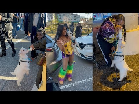Second line Sunday B4 Mardi Gras baby goat 🐐 at treme sidewalk steppers