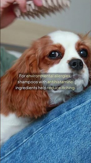 Best Dog Shampoos for Allergies – Keep Your Pup’s Skin Healthy & Itch-Free