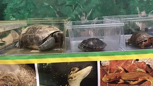 2K views · 37 reactions | Turtle or tortoise? Educator Jennifer Jerrolds explains the difference with some of our education animals. #MMNSathome #museumfromhome | Mississippi Museum of Natural Science | Facebook