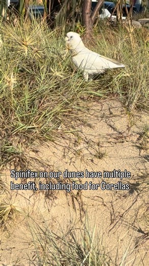 Catherine Pickering on Instagram: "Beach Spinifex provides lots of benefits including stabilizing the dunes, but also their seed heads are popular with local birds such as Little Corella. @griffithsustainability #corella #littlecorella #spinifex #dunes #duneplants #ecosystemservices #seedeatingbirds #goldcoast"