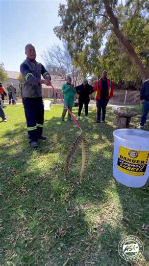 Puff Adder Removal