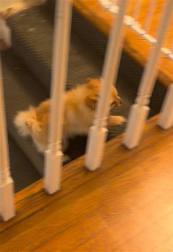 This video has sort of blown up so I feel the need to bless you with the unedited version. #dog #funny #fail #pomeranian #comedy