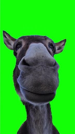 Donkey Staring meme - Green Screen