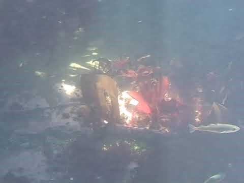 Underwater Grotto: seaweed lit in dark corners of Filey Brigg, North Yorkshire marine environment