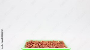Time lapse of exposed kidney beans germinating and sprouting and keep growing in soilless container after soaking beans for several days and placing tray in lightbox under controlled lighting