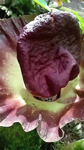 Amorphophallus paeoniifolius