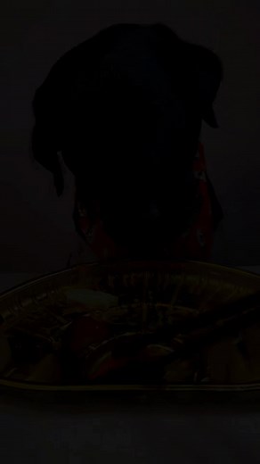 Cute dog eating amazing food | Chen meo