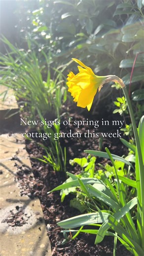 Spring Awakening in My Cottage Garden