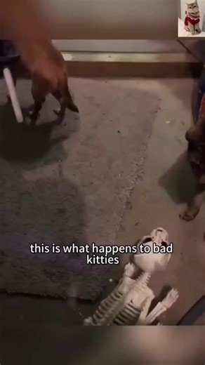 Talking Cat Video: A Hilariously Cute Moment