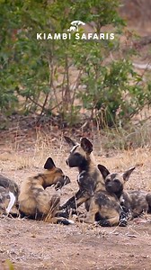 Wild dogs are an endangered species and one of Africa’s most elusive predators, at Kiambi, we’re fortunate to encounter them on our game drives. Witnessing these amazing animals in their natural habitat is an unforgettable experience and a powerful reminder of how precious our wildlife truly is how it's our responsibility to protect them. Happy Wild Dog Day! | Kiambi Safaris