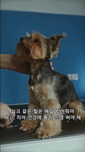 3 Hidden Charms and Surprising Secrets of the Yorkshire Terrier