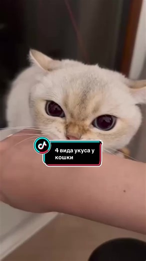 This video explains why cats bite and what different types of bites mean — from affectionate and playful bites to overstimulation and defensive bites. It also reminds owners to respect a cat’s boundaries and understand their body language #CatBehavior #CatFacts #CatOwners #PetCare