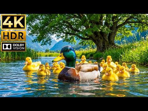 Cute Little Ducks🪿4K Ultra HD, 60fps (Colorfully Dynamic) - Relaxing Music, Animals Relaxation Film