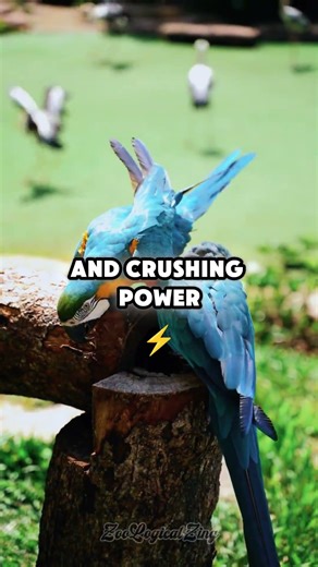 Parrots Can Break Metal With Their Beaks #wildlife #shorts
