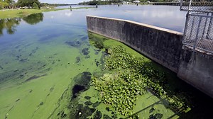 Florida congressman introduces bill to address harmful algal blooms