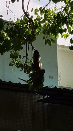 Monkey playing games