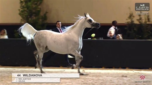 11K views · 204 reactions | ECAHO European Championship 2025 Mares 7-9 Years Old (Class 7) 1 st place for N 44 – WILDANOVA with a total score of 92.50! Details: Birth: 07/04/2018 (PL) Color: Grey Sire: WH JUSTICE Dam: WILDA Breeder: Stadnina Koni Michalow Sp. z o.o. Owner: Stadnina Koni Michalow Sp. z o.o. Handler: Nicola Mearelli | Arabian Essence di Elvis Giughera | Facebook