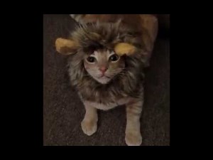 Pets in Halloween Costumes