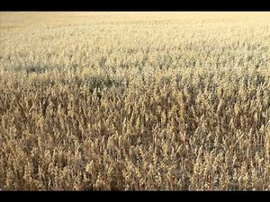 Morse Practice: 5 WPM, 6 letters A E I T S O