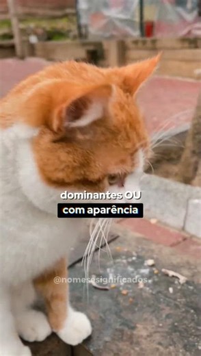 Let's learn some cat names and their meanings?