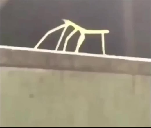 get stick bugged in 2025 lol #stick #bug #stickbug #meme #edit #fyp #old #lol #tt #internet