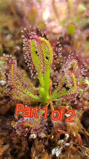 Repotting carnivorous plant sundew part 1 of 2 #carnivorousplant #tropicalplants #venusflytrap #flytrap #nepenthes #drosera #sundew #cephalotus #sarracenia #pitcherplant #plants #houseplants #tropical | Carnivorous Plants | Facebook