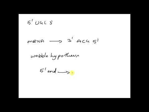 For this IRNA with the anticodon 5' UGC 3', how many different codons could it potentially bind to?…
