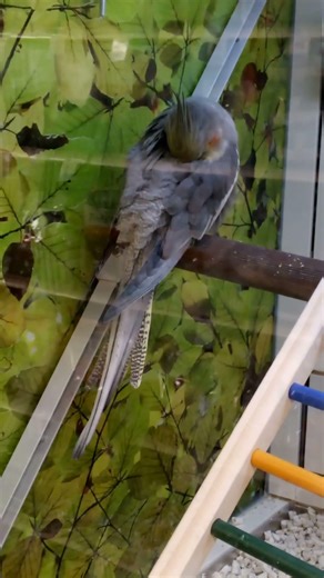 Sleepy Cockatiel In PetSmart 2026