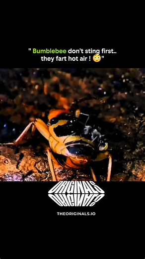 SCIENCE | HISTORY | KNOWLADGE on Instagram: "1. When threatened, bumblebees release a burst of hot air from their abdomen. 2. This “warning puff” is used before they decide to sting. #onlyoriginals #theoriginals 3. The heat comes from rapid muscle vibration—not actual farting. 4. It helps them scare small predators and signal danger to the hive. 5. The temperature can rise enough to shock insects that get too close. 6. Only if the threat continues, then they use their stinger as the final defens