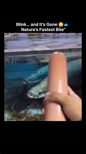 Nature Decode💀 on Instagram: "This is not speed—you’re watching instant dominance. 👁️⚡ The arapaima doesn’t chase, doesn’t hesitate, and definitely doesn’t miss. In a fraction of a second, it creates a powerful vacuum, pulling food straight into its mouth like it never existed. One moment the food is there… the next, it’s history. 🫥 This ancient giant from the Amazon has survived millions of years by mastering efficiency, not aggression. No flashy movements. No wasted energy. Just perfect tim