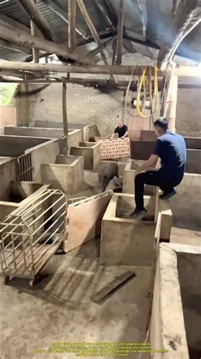 A man catches pigs in a pigsty