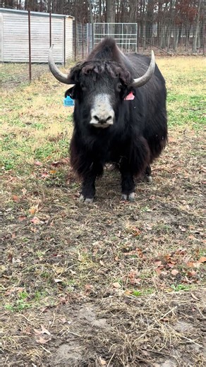 Exploring Yak Farming and Bison Animals