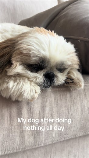 Such a Shih Tzu thing 😂 #shihtzu #dogtok #shihtzusoftiktok #fyp #sassyshihtzu