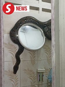 15K views · 78 reactions | A family of three had a fright when a 15kg reticulated python fell through the ceiling of their house in Batu Kikir near Kuala Pilah on Thursday (Sept 5). Read more at https://tinyurl.com/5y452mzn WATCH MORE: https://thestartv.com/c/news SUBSCRIBE: https://cutt.ly/TheStar LIKE: https://fb.com/TheStarOnline | The Star | Facebook