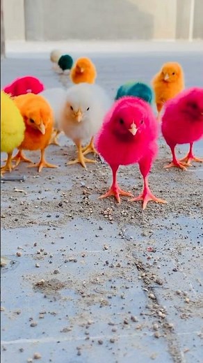 100 multicolored cute chicks 🐥 😍
