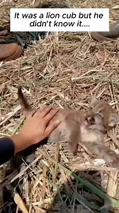 Rescue a baby puma #animalshorts #shortvideo #animalrescue | Pet World