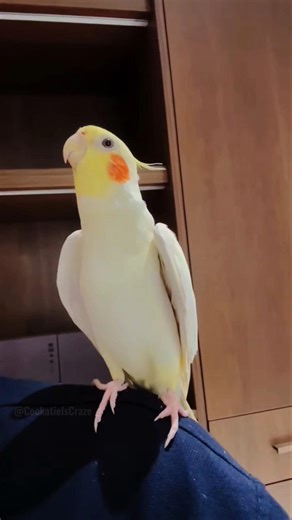 Tweety's ready to steal the spotlight! Happy? Biu Biu! 🎤🦜🎶🤗 #cockatielstraining
