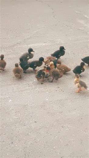 Super Cute Ducklings Drinking Water from a Cup 🐤 Funny & Adorable #Viral #fyp #adorable #cuteduck